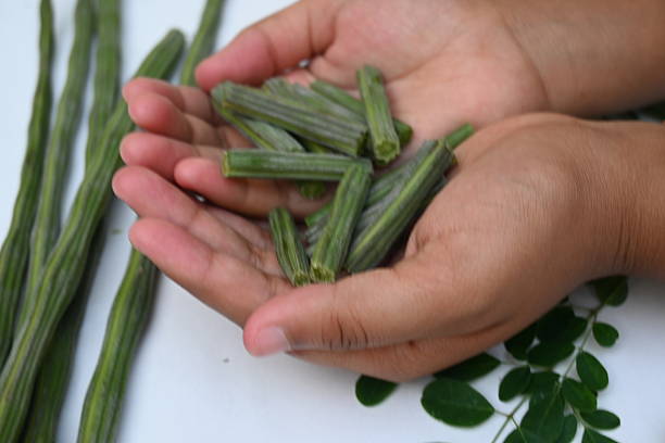 Rosa Bella Moringa